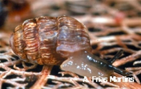 Leiostyla vermiculosa (Morelet, 1860)